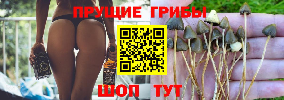 Псилоцибиновые грибы прущие грибы Кудрово